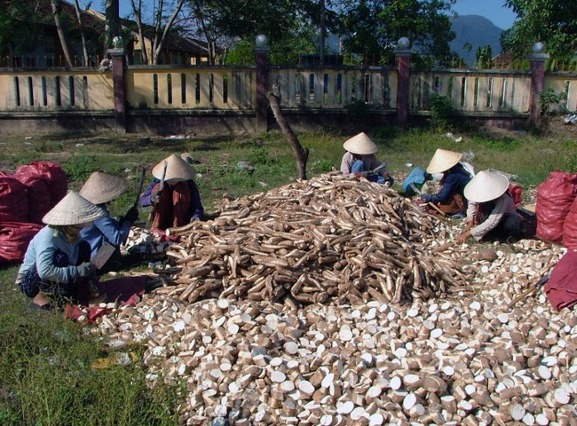 Thu mua san lat kho gia cao