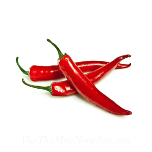 Ớt Tươi Xuất Khẩu